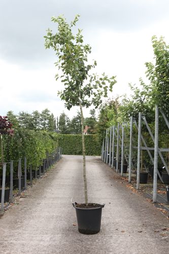 [P] Malus EVERESTE® cont. 35L tige haute 10-12