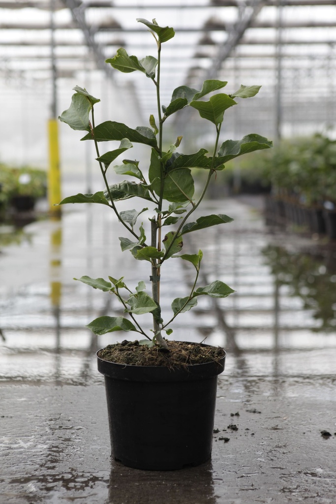 Magnolia 'Genie' (PBR) cont. 10L 80-100 cm +B