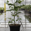 Magnolia 'Genie' (PBR) cont. 10L 80-100 cm +ф