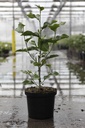 Magnolia 'Genie' (PBR) cont. 10L 80-100 cm +p