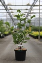 Magnolia 'Genie' (PBR) cont. 10L 80-100 cm +p