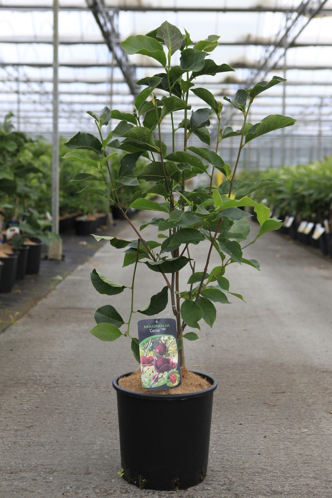 [P] Magnolia 'Genie' (PBR) cont. 12L 100/+ cm +ф