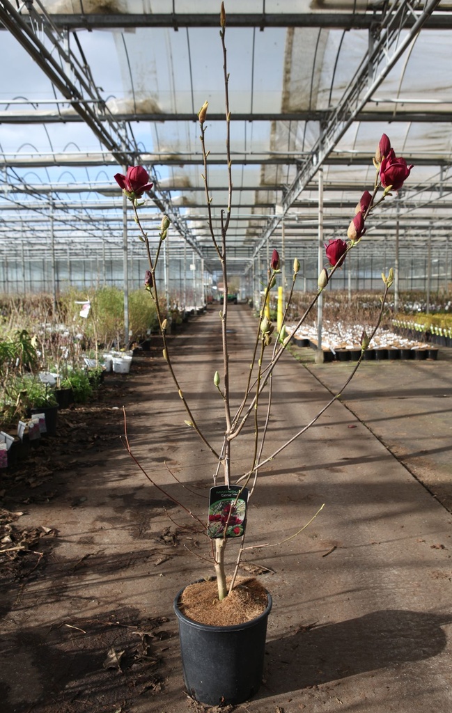 Magnolia 'Genie' (PBR) cont. 12L 100/+ cm +p