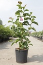 Magnolia 'Genie' (PBR) cont. 12L 100/+ cm +ф
