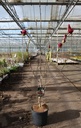 Magnolia 'Genie' (PBR) cont. 12L 100/+ cm +B