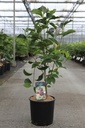 Magnolia 'Genie' (PBR) cont. 12L 100/+ cm +p
