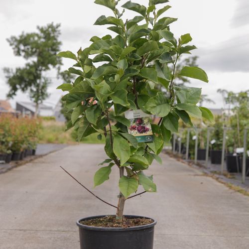 Magnolia 'Genie' (PBR) cont. 18L 125-150 cm +ф