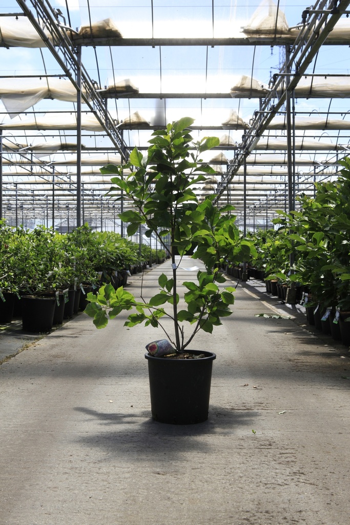 [P] Magnolia 'Genie' (PBR) cont. 18L 125-150 cm +ф