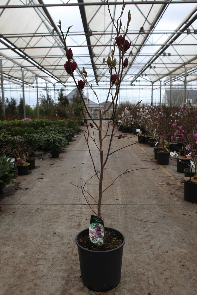 Magnolia 'Genie' (PBR) cont. 18L 125-150 cm +B