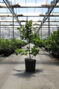 Magnolia 'Genie' (PBR) cont. 18L 125-150 cm +p