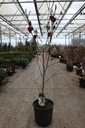 Magnolia 'Genie' (PBR) cont. 18L 125-150 cm +p