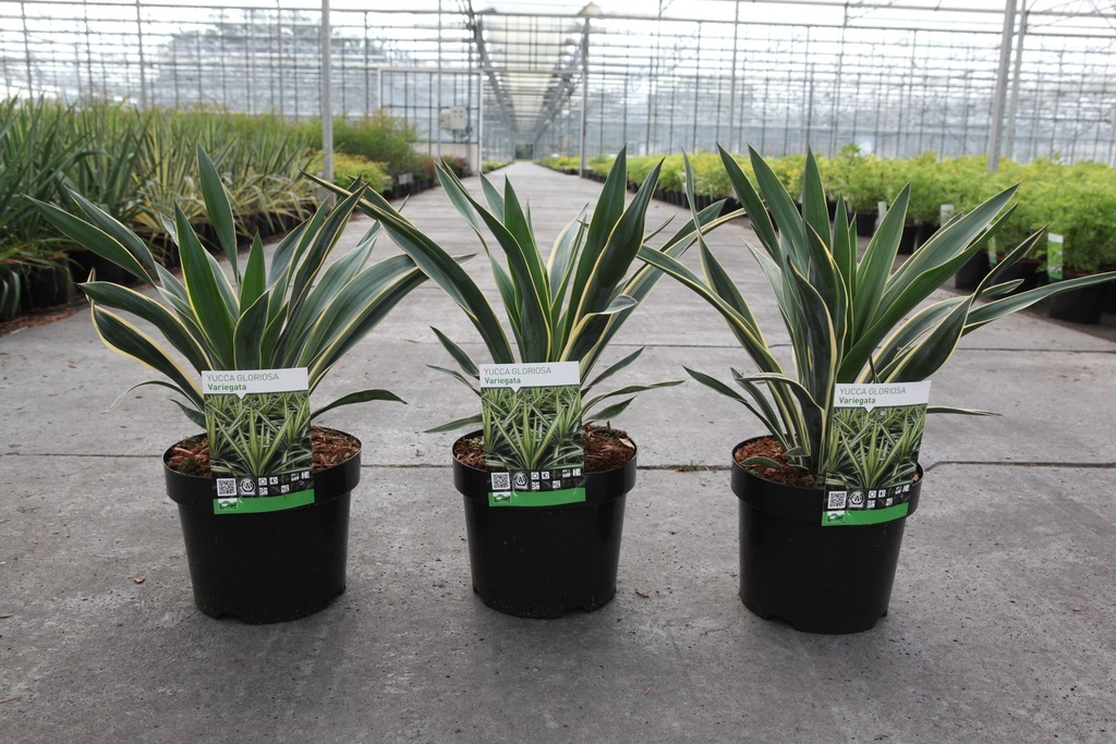 [P] Yucca gloriosa 'Variegata' cont. 3,6L +p