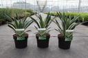 Yucca gloriosa 'Variegata' cont. 3,6L +ф
