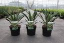Yucca gloriosa 'Variegata' cont. 3,6L +ф