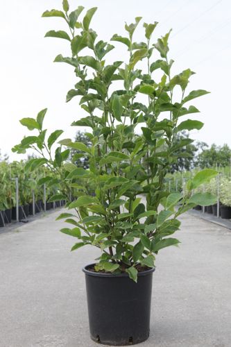 [P] Magnolia 'George Henry Kern' cont. 12L 80/+ cm +B