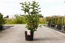 Magnolia 'George Henry Kern' cont. 12L 80/+ cm +p