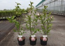 Magnolia 'George Henry Kern' cont. 3,6L 40-50 cm +f