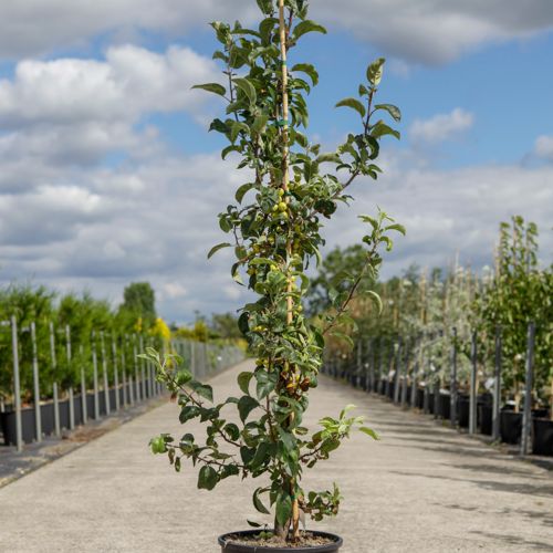 [P] Malus 'Golden Hornet' cont. 12L 150/+ cm baliveau +p