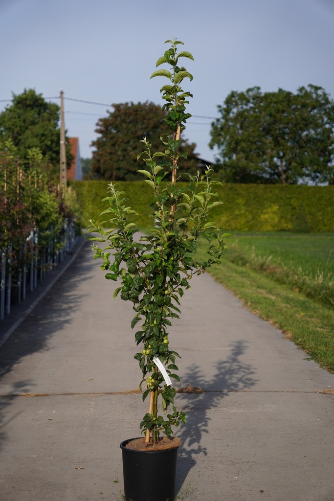 [P] Malus 'Golden Hornet' cont. 12L 150/+ cm feathered +ф