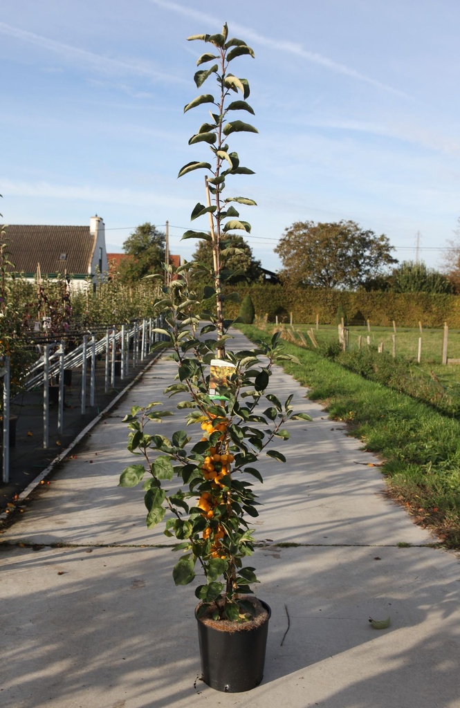 [P] Malus 'Golden Hornet' cont. 12L 175/+ cm feathered +p