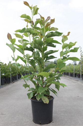 Magnolia 'Heaven Scent' cont. 12L 80/+ cm +ф