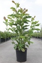 Magnolia 'Heaven Scent' cont. 12L 80/+ cm +ф