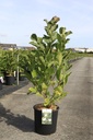 Magnolia 'Heaven Scent' cont. 12L 80/+ cm +p