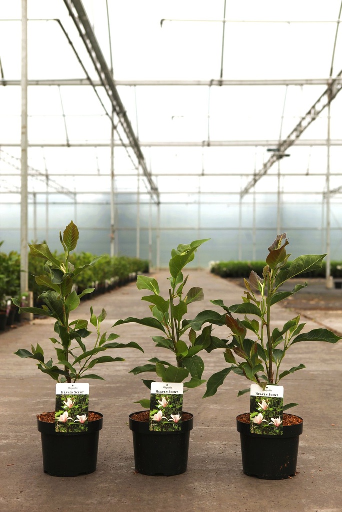 Magnolia 'Heaven Scent' cont. 3,6L 40-50 cm +ф