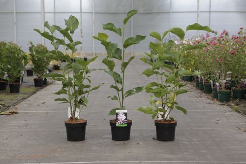 [P] Magnolia 'Heaven Scent' cont. 3,6L 40-50 cm +p