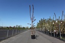 Malus 'Indian Magic' cont. 12L 150/+ cm feathered +p