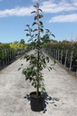 Malus 'Indian Magic' cont. 12L 150/+ cm junger Baum +B