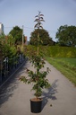 Malus 'Indian Magic' cont. 12L 175/+ cm feathered +p