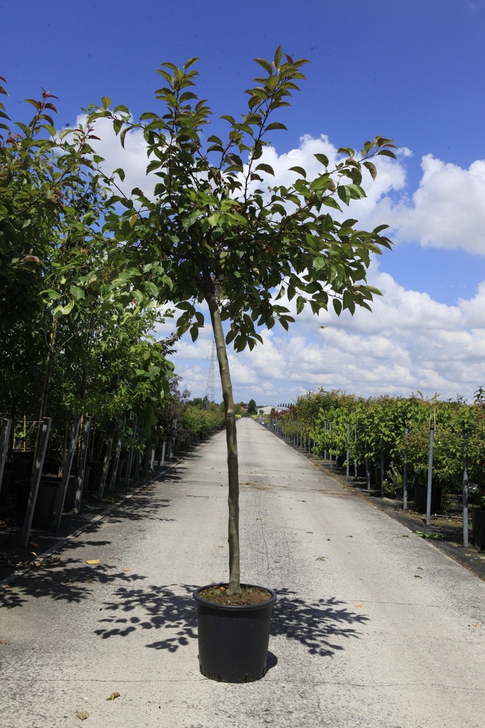 [P] Malus 'Indian Magic' cont. 18L Halbstamm 8-10 +B