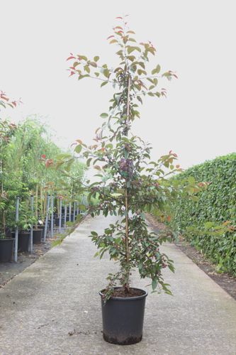 [P] Malus 'Indian Magic' cont. 18L half standard 8-10 +ф