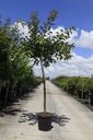 Malus 'Indian Magic' Kont. 18L Halbstamm 8-10 +B