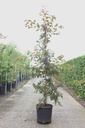 Malus 'Indian Magic' cont. 18L half standard 8-10 +ф