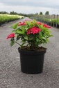 Hydrangea macrophylla 'Rotschwanz' cont. 10L 40/+ cm +B