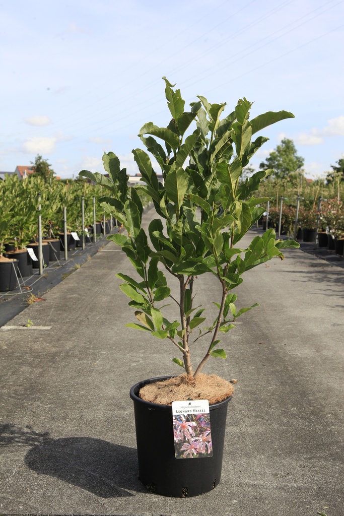 [P] Magnolia loebneri 'Leonard Messel' cont. 12L 80/+ cm +ф