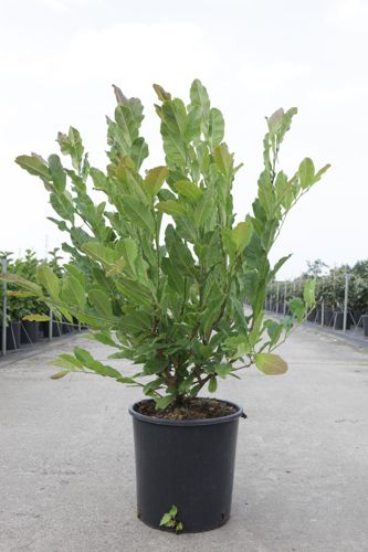 [P] Magnolia loebneri 'Leonard Messel' cont. 12L 80/+ cm +B