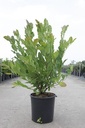 Magnolia loebneri 'Leonard Messel' cont. 12L 80/+ cm +ф
