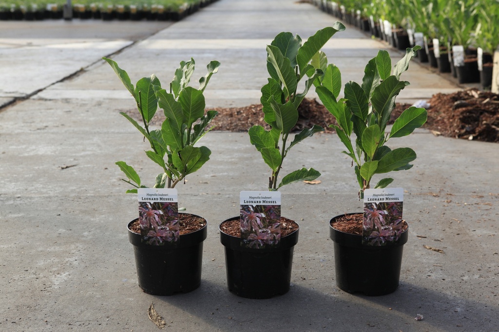 [P] Magnolia loebneri 'Leonard Messel' cont. 3,6L 40-50 cm +ф
