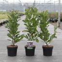 Magnolia loebneri 'Leonard Messel' cont. 3,6L 40-50 cm +ф