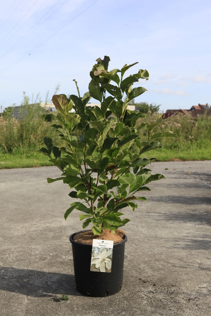 [P] Magnolia loebneri 'Merrill' cont. 12L 80/+ cm +ф