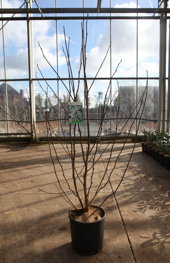[P] Magnolia loebneri 'Merrill' cont. 12L 80/+ cm +B