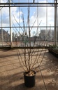 Magnolia loebneri 'Merrill' cont. 12L 80/+ cm +p