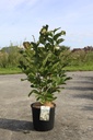Magnolia loebneri 'Merrill' cont. 12L 80/+ cm +p