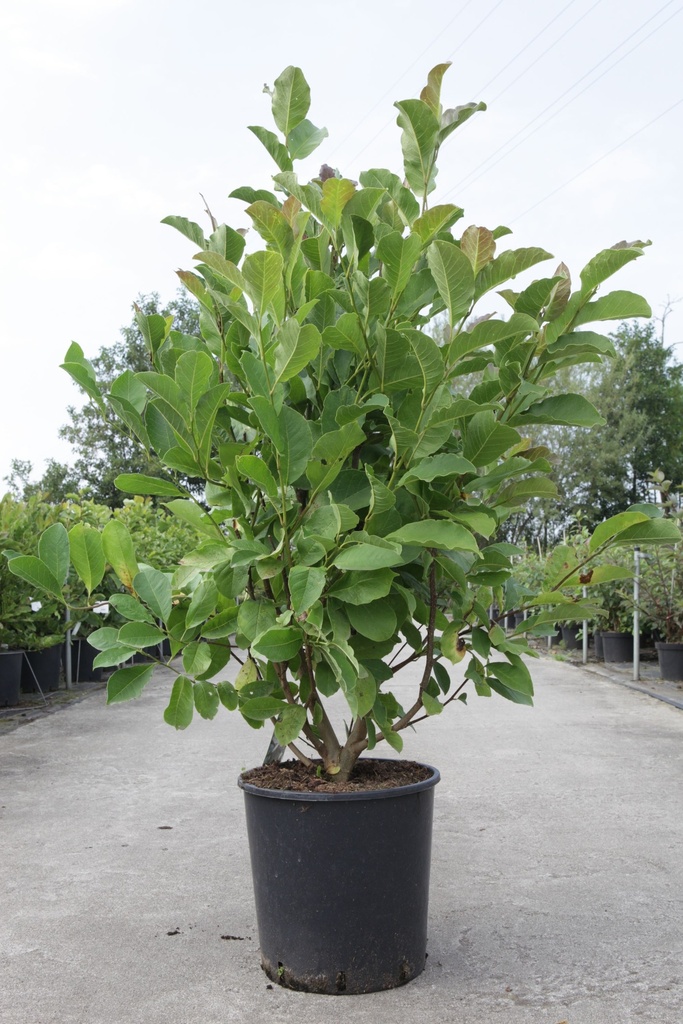 [P] Magnolia loebneri 'Merrill' cont. 18L 100-125 cm +ф