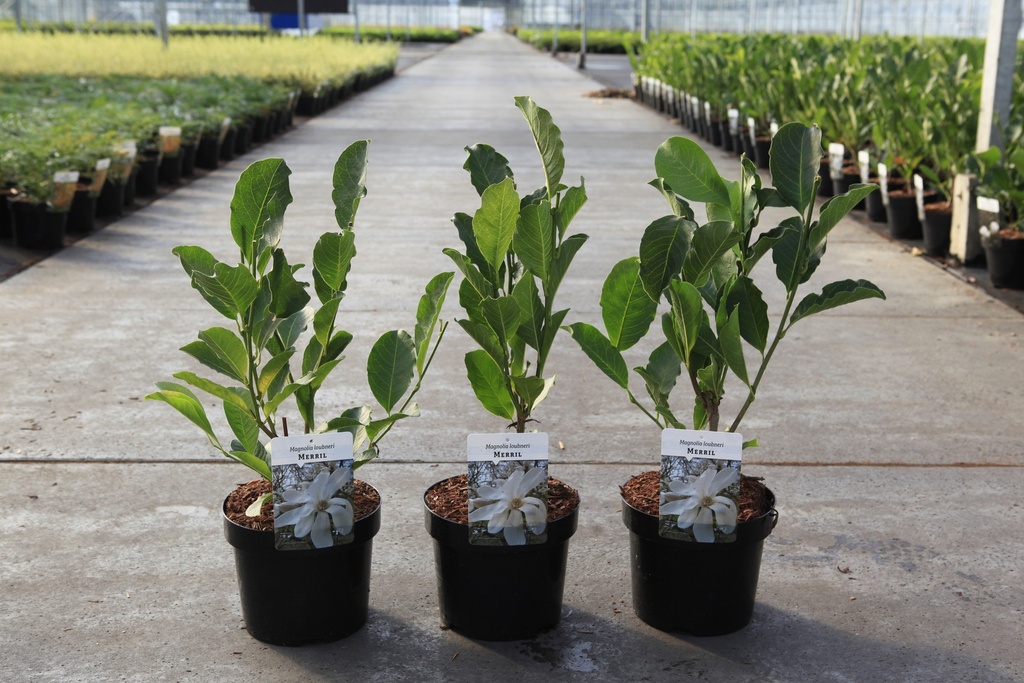 [P] Magnolia loebneri 'Merrill' cont. 3,6L 40-50 cm +ф