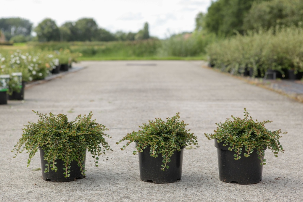 Cotoneaster adpressus 'Little Gem (Tom Thumb)' cont. 3,6L 25-30 cm +B