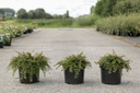 Cotoneaster adpressus 'Little Gem (Tom Thumb)' cont. 3,6L 25-30 cm +B